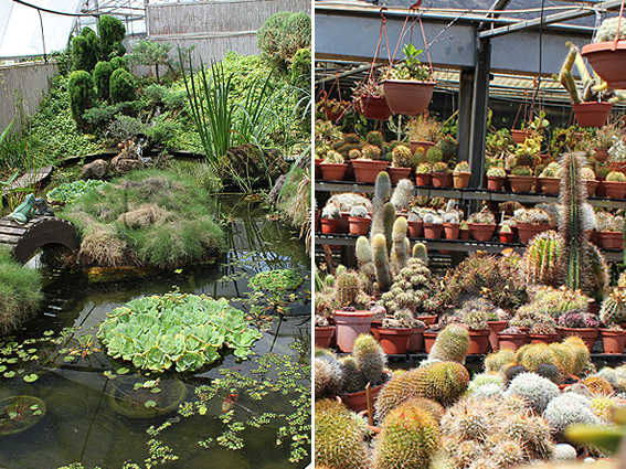 משתלת קקטוסים